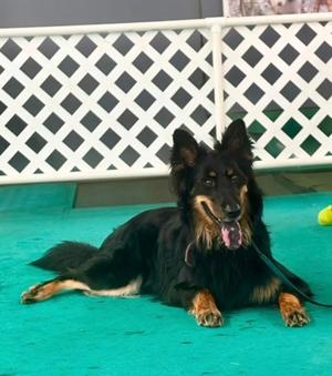 Rocky, Australian Shepherd, adult, available for adoption