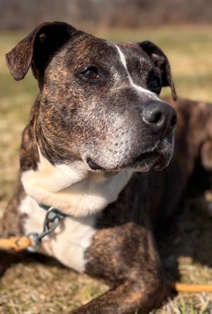 Naple, Mixed Breed, adult, available for adoption