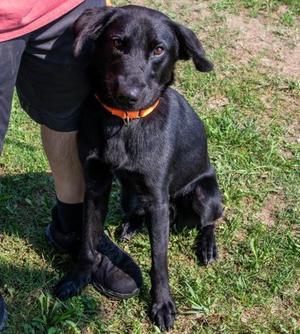 Zane, Mixed Breed, young, available for adoption