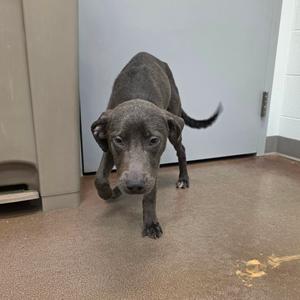 A gray dog with a black nose and floppy ears is walking towards the camera on a concrete floor. The dog has a thin build and its tail is slightly curved upwards. The background shows a white door and a beige wall.