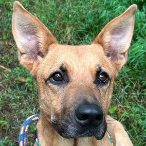 Blaze, Shepherd, adult, available for adoption