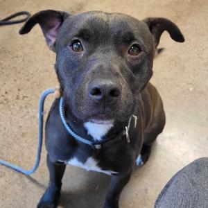 Aries, Terrier, Pit Bull, adult, available for adoption