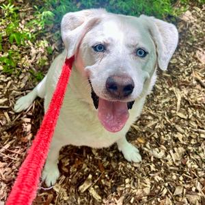 Asher, Husky, senior, available for adoption