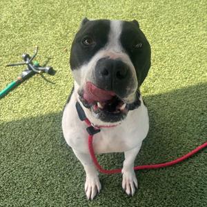 Chance, Terrier, adult, available for adoption
