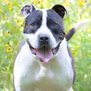Chance, Terrier, adult, available for adoption
