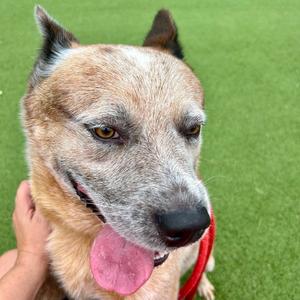 Blaze, Cattle Dog, Australian (Red Heeler), adult, available for adoption