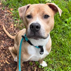 Cash, Terrier, adult, available for adoption