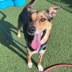 Bruster, Hound, adult, available for adoption