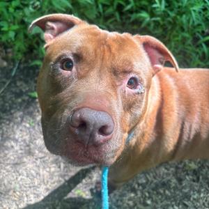 Cal Kestis, Terrier, adult, available for adoption