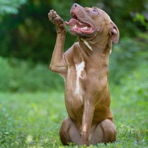 Cal Kestis, Terrier, adult, available for adoption