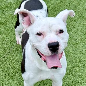 Clyde, Terrier, American Staffordshire, adult, available for adoption