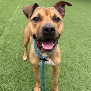 Chicken Nugget, Mixed Breed (Medium), adult, available for adoption