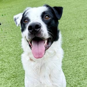 Ares, Mixed Breed (Medium), adult, available for adoption
