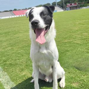 A black and white dog sitting on a grassy field with its tongue out.