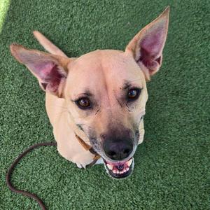 Benton, Terrier, adult, available for adoption