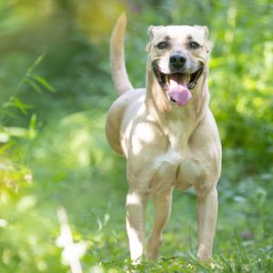 A happy dog with a light-colored coat standing in a grassy area with green foliage in the background.