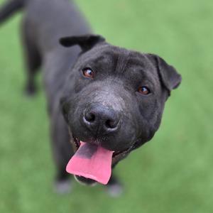 Bandita, Pei, Shar, adult, available for adoption