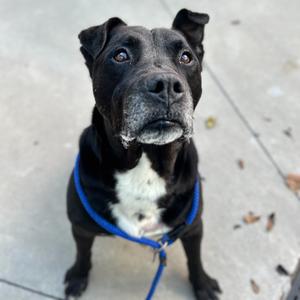 Beef Jerky, Terrier, Pit Bull, senior, available for adoption