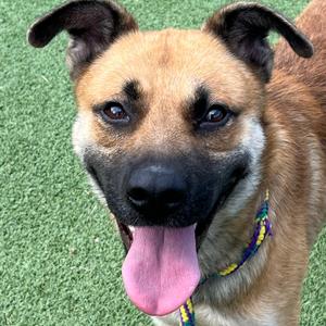 Bear, Shepherd, German, adult, available for adoption