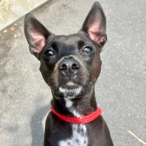 Bama, Terrier, adult, available for adoption