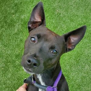Bama, Terrier, adult, available for adoption