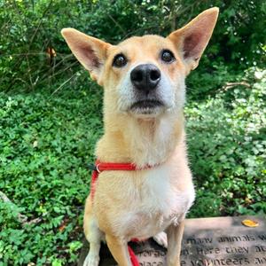 Blessing, Carolina Dog, adult, available for adoption