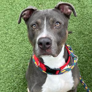 CoCo, Terrier, Pit Bull, adult, available for adoption