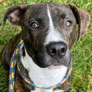 Batman, Retriever, Labrador, young, available for adoption