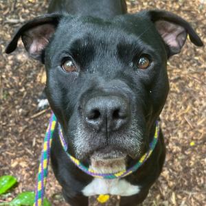 Bruce, Terrier, adult, available for adoption