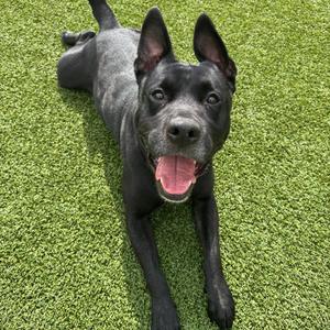 Bambu, Retriever, Labrador, adult, available for adoption