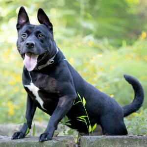 Bambu, Retriever, Labrador, adult, available for adoption