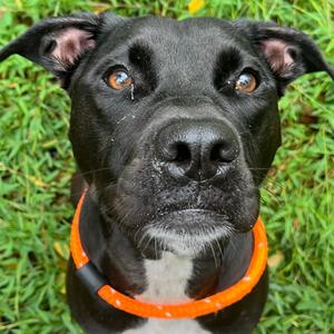 Athena, Terrier, Pit Bull, adult, available for adoption