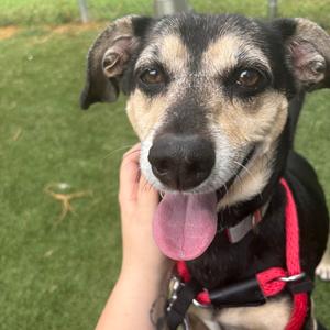 Bandit, Chihuahua, adult, available for adoption