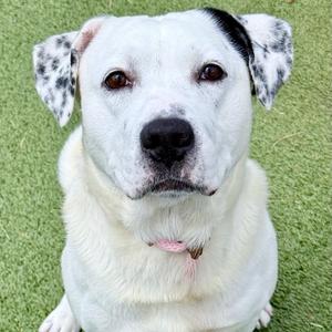 Burrow, Retriever, Labrador, adult, available for adoption