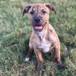 A brown and white puppy sitting on grass, looking up with its mouth open.