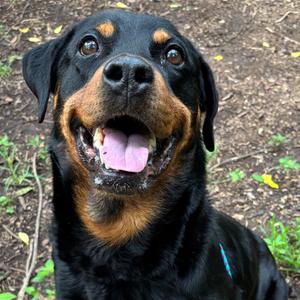 Brandy, Rottweiler, senior, available for adoption