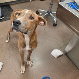 a brown and white dog standing on a concrete floor, looking up with its ears perked