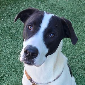 Bandit, Pyrenees, Great, young, available for adoption