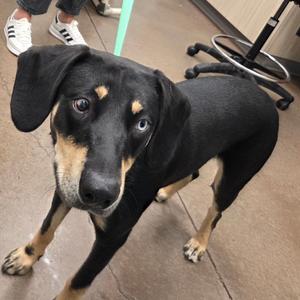 Arlo, Retriever, Black Labrador, young, available for adoption