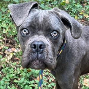 Blue, Mastiff, Cane Corso, adult, available for adoption