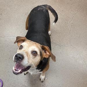 Arya, Hound, senior, available for adoption