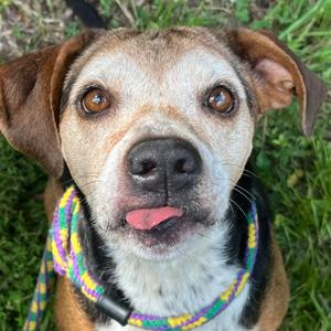 Arya, Hound, senior, available for adoption