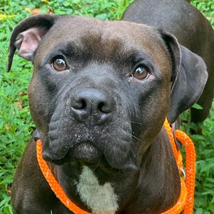 Bruiser, Terrier, American Staffordshire, adult, available for adoption