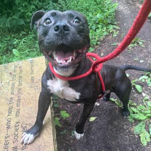 Bullit, Terrier, adult, available for adoption
