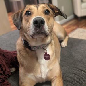 Cammi, Hound, adult, available for adoption