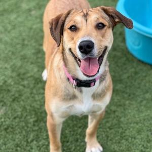 Cammi, Hound, adult, available for adoption