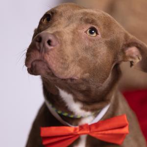 Brownie, Mixed Breed (Medium), adult, available for adoption