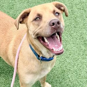 A happy brown dog with a blue collar and a pink leash, standing on green artificial grass.
