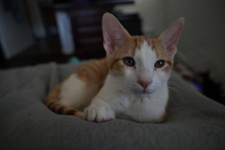 Emmett, kitten, available for adoption