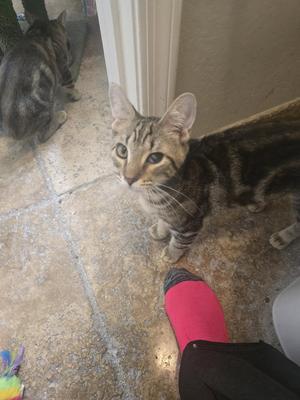Chico, young, available for adoption